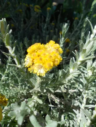 STEPPESUNS Hokubetsi (Helichrysum trilineatum 'P021S') — foliage