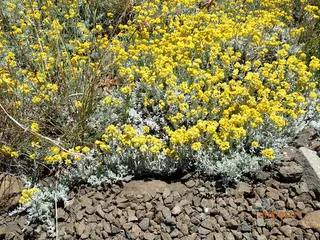 STEPPESUNS Hokubetsi (Helichrysum trilineatum 'P021S') — bloom