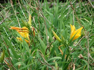 daylilies