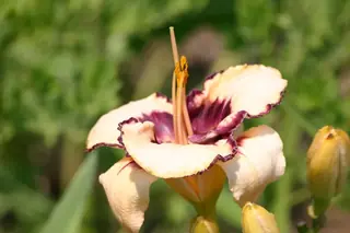 daylilies (Hemerocallis sp.), fall color