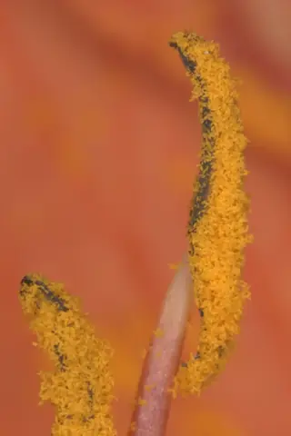 daylilies (Hemerocallis sp.) — foliage