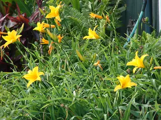daylilies