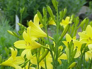 daylilies (Hemerocallis sp.), foliage