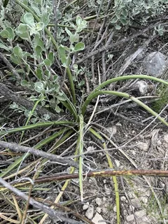 Red yucca (Hesperaloe parviflora)