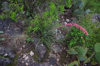 Red yucca (Hesperaloe parviflora) — mature form