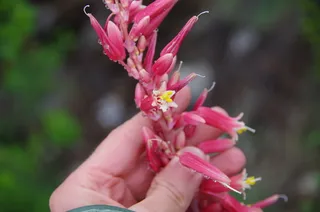 Red yucca (Hesperaloe parviflora) — foliage