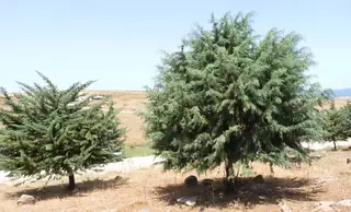 Cypress — Arizona Cypress