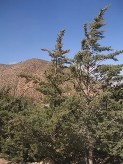 Cypress — Arizona Cypress (Hesperocyparis arizonica) — mature form
