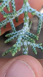 Cypress — Arizona Cypress (Hesperocyparis arizonica) — foliage