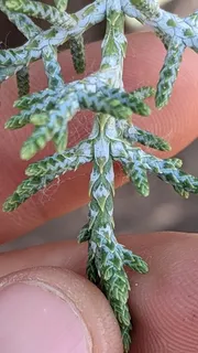 Cypress — Arizona Cypress (Hesperocyparis arizonica) — bloom