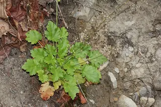 Palace Purple Coral Bells (Heuchera micrantha) — mature form