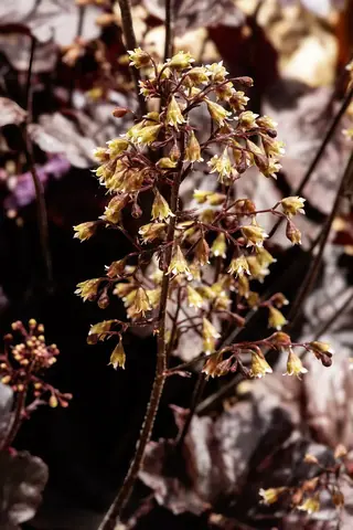 Palace Purple Coral Bells (Heuchera micrantha) — foliage