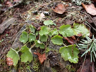 Palace Purple Coral Bells (Heuchera micrantha) — bloom