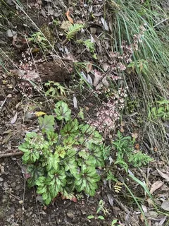 Palace Purple Coral Bells (Heuchera micrantha) — fall color