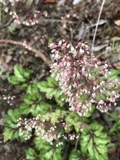 Palace Purple Coral Bells (Heuchera micrantha) — habit