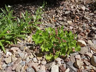Sandia Coral Bells
