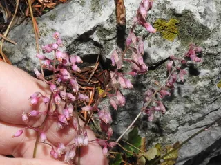 Sandia Coral Bells (Heuchera pulchella) — foliage