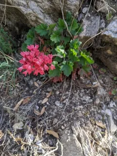 Coral bells / alumroot