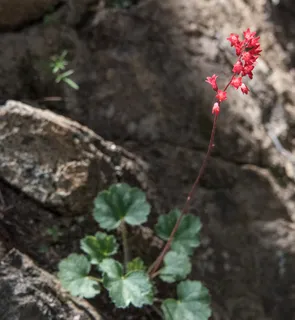 Coral bells / alumroot (Heuchera sanguinea) — mature form