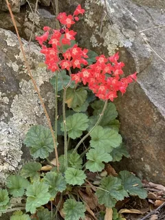 Coral bells / alumroot (Heuchera sanguinea) — foliage