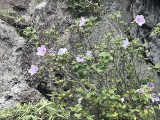 Rose of sharon (Hibiscus syriacus) — mature form