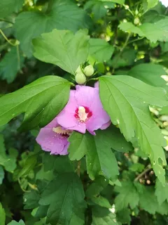 Rose of sharon (Hibiscus syriacus) — foliage