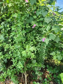 Rose of sharon (Hibiscus syriacus) — bloom