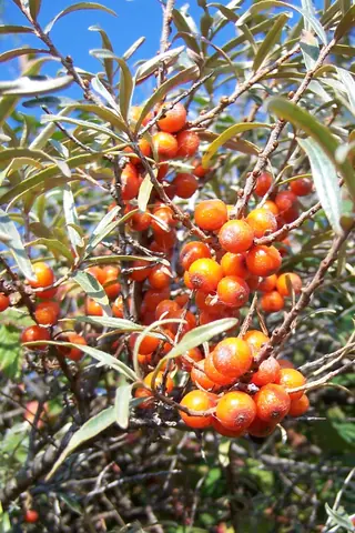 Sea buckthorn (Hippophae rhamnoides), fall color