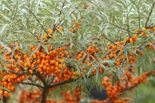 Sea buckthorn (Hippophae rhamnoides), mature form