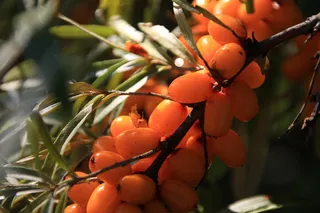 Sea buckthorn (Hippophae rhamnoides) — mature form
