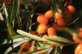 Sea buckthorn (Hippophae rhamnoides) — foliage