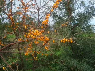 Sea buckthorn