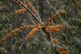 Sea buckthorn (Hippophae rhamnoides), bloom