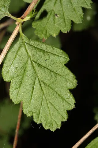 Rockspirea / mountain spray