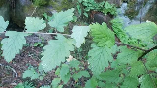 Rockspirea / mountain spray (Holodiscus dumosus) — mature form