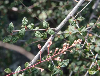 Rockspirea / mountain spray (Holodiscus dumosus) — foliage
