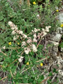 Rockspirea / mountain spray (Holodiscus dumosus) — bloom