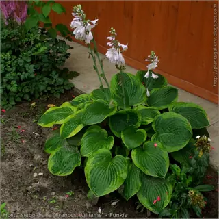 Plantain lily (Hosta sieboldiana), bloom