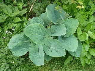 Plantain lily (Hosta sieboldiana), fall color