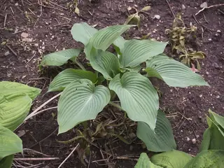 Plantain lily (Hosta sieboldiana), foliage
