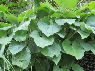 Plantain lily