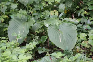 Plantain lily (Hosta sieboldiana) — mature form