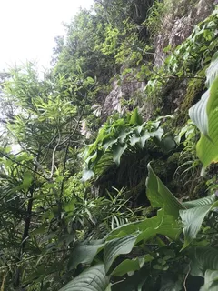 Plantain lily (Hosta sieboldiana) — foliage