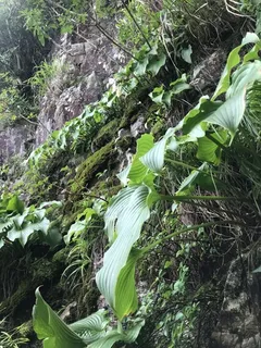 Plantain lily (Hosta sieboldiana) — bloom