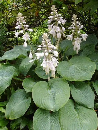 Plantain lily