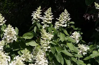 Panicle hydrangea