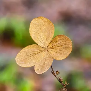 Panicle hydrangea (Hydrangea paniculata) — mature form