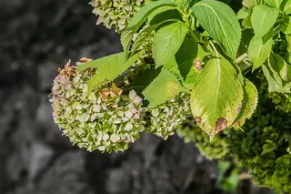 Panicle hydrangea (Hydrangea paniculata) — foliage