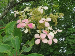 Panicle hydrangea (Hydrangea paniculata) — bloom
