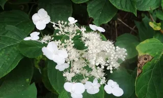 Panicle hydrangea (Hydrangea paniculata) — fall color